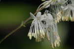 Waxyleaf meadow-rue